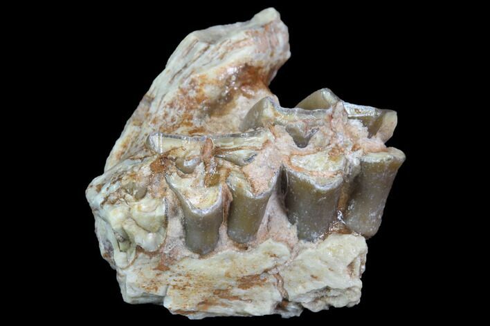 Oreodont (Leptauchenia) Jaw Section - South Dakota #91083